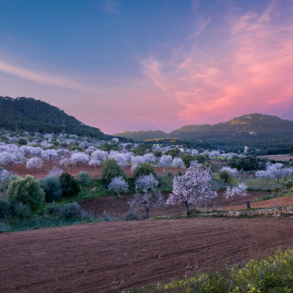 Wintering in Mallorca: Enjoy the Mild Climate and Sea Breeze