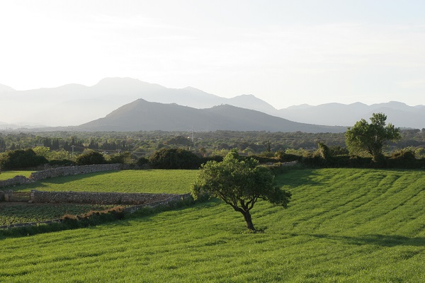 Especially from winter into the spring period cyclists can enjoy the green landscape of Mallorca. 