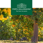 Mallorcan oranges: a slice of sunshine ready to be picked