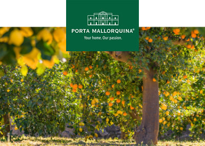 Mallorcan oranges: a slice of sunshine ready to be picked