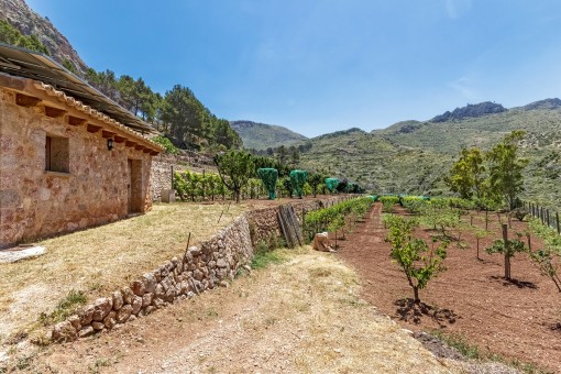 Possibility to grow fruits and plants