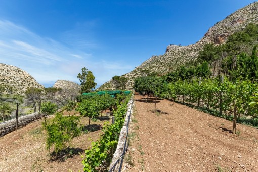 Fruit trees in the garden
