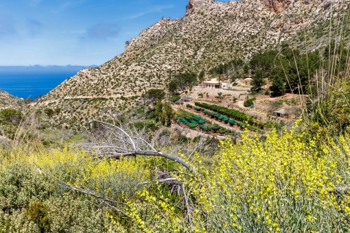 Views towards the spacious plot and finca