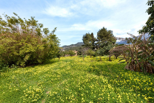 Large beautiful garden