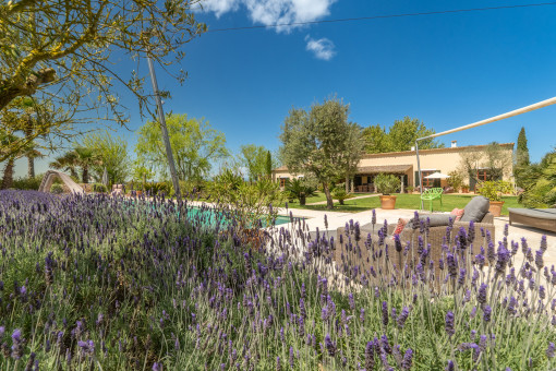 Mediterranean garden