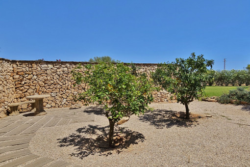 Garden with fruit trees