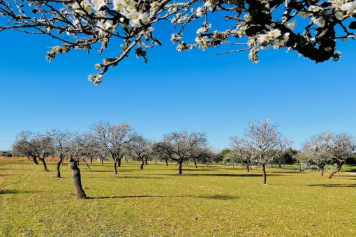 Grounds with a Variety of Trees