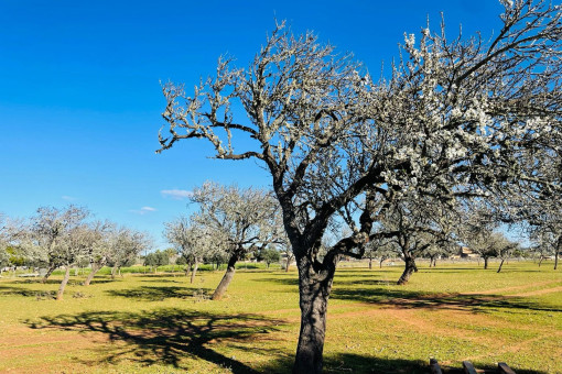Grounds with a Variety of Trees