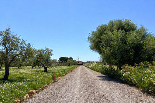 Driveway to the Finca