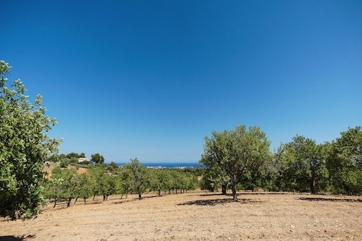 plot in S'Horta