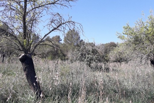 Old stock of trees