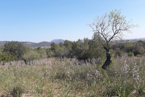 Slight slope allows fantastic views of the surrounding