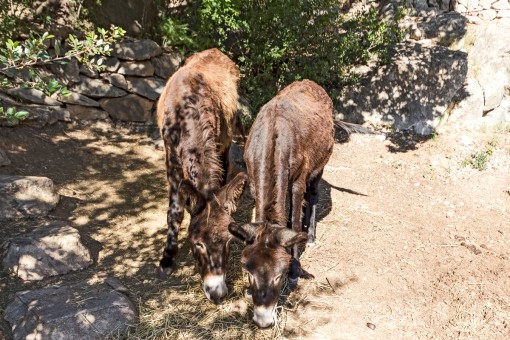 Cute donkeys