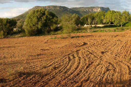 plot in Llucmajor
