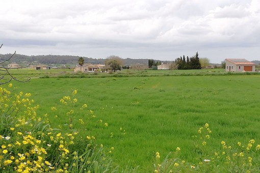 The plot is surrounded by green fields