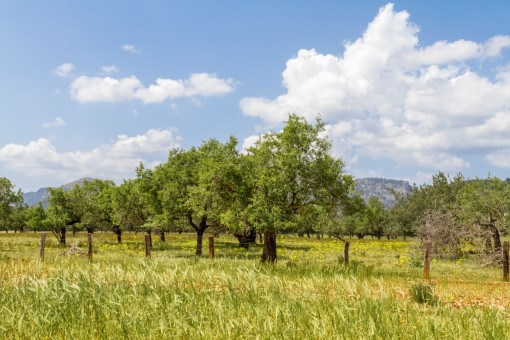 The plot has an area of 242.000,00 sqm 