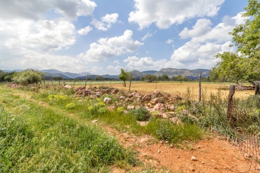 The plot is close to Palma