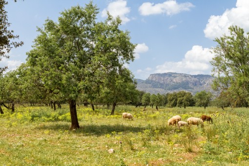 plot in Valldemossa for sale