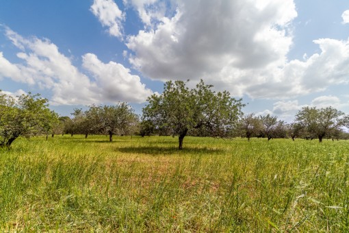 Some olive trees are part of the plot