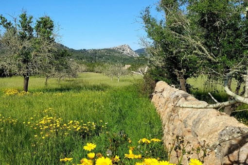 plot in Llucmajor