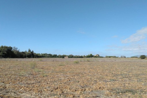 plot in Sencelles