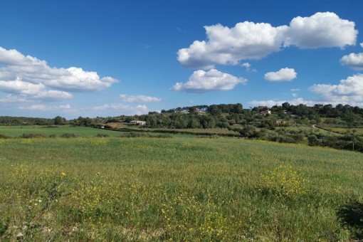 plot in Manacor-South