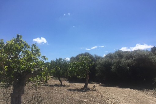 plot in San Lorenzo