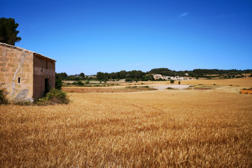 plot in Montuiri
