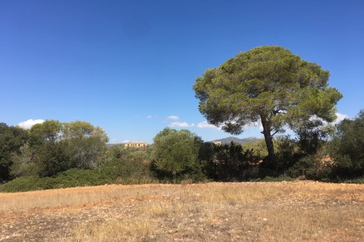 plot in Cala d'Or