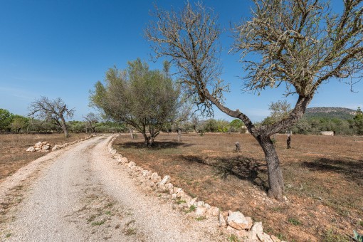Access to the finca
