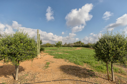 Large, green garden