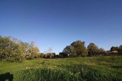 Wonderful building plot for a large finca near Llucmajor