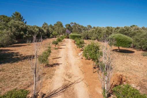 Access to the finca