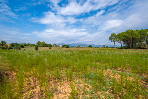 plot in Sencelles