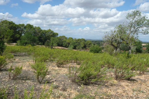 View of the plot