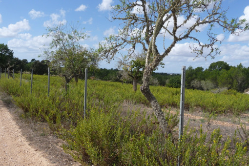 View of the plot