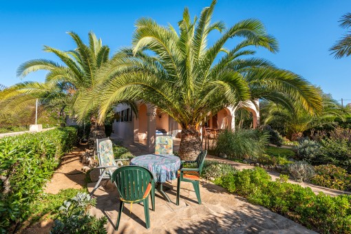 Mediterranean garden with plam trees