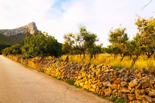 plot in Colonia de San Pedro