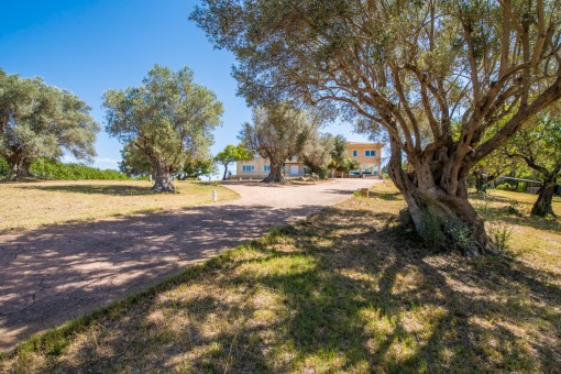 Access to the house through olive trees