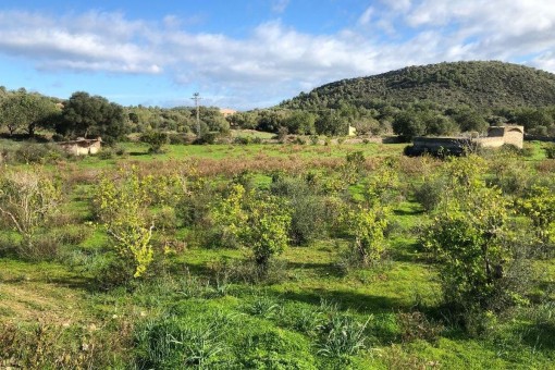 plot in Son Servera for sale