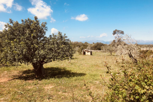 plot in Santa Margalida