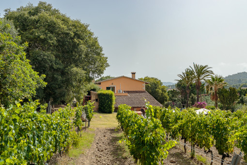 Vineyard