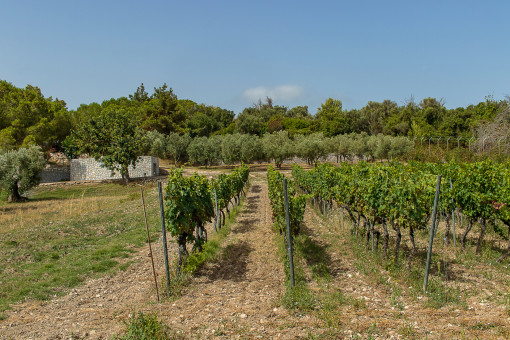 Vineyard