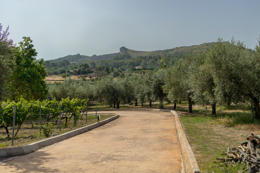 Olive trees