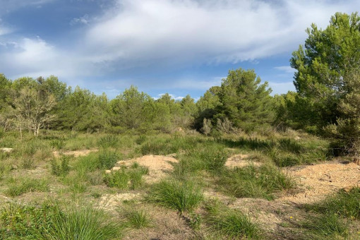 plot in Font de sa Cala