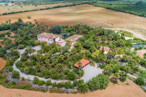 Finca surrounded by an oasis of plam trees 