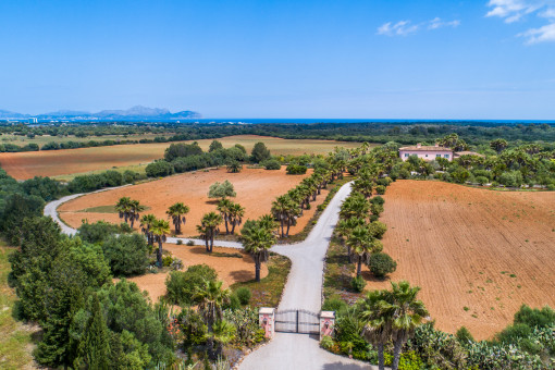 Impressive driveway to the finca