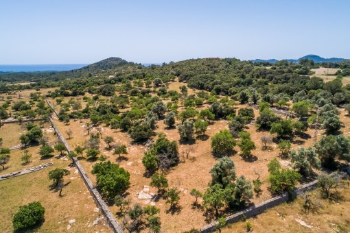 plot in Arta