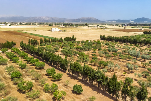 View over the plot