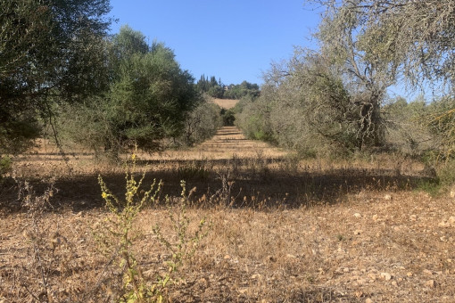 plot in Ariany